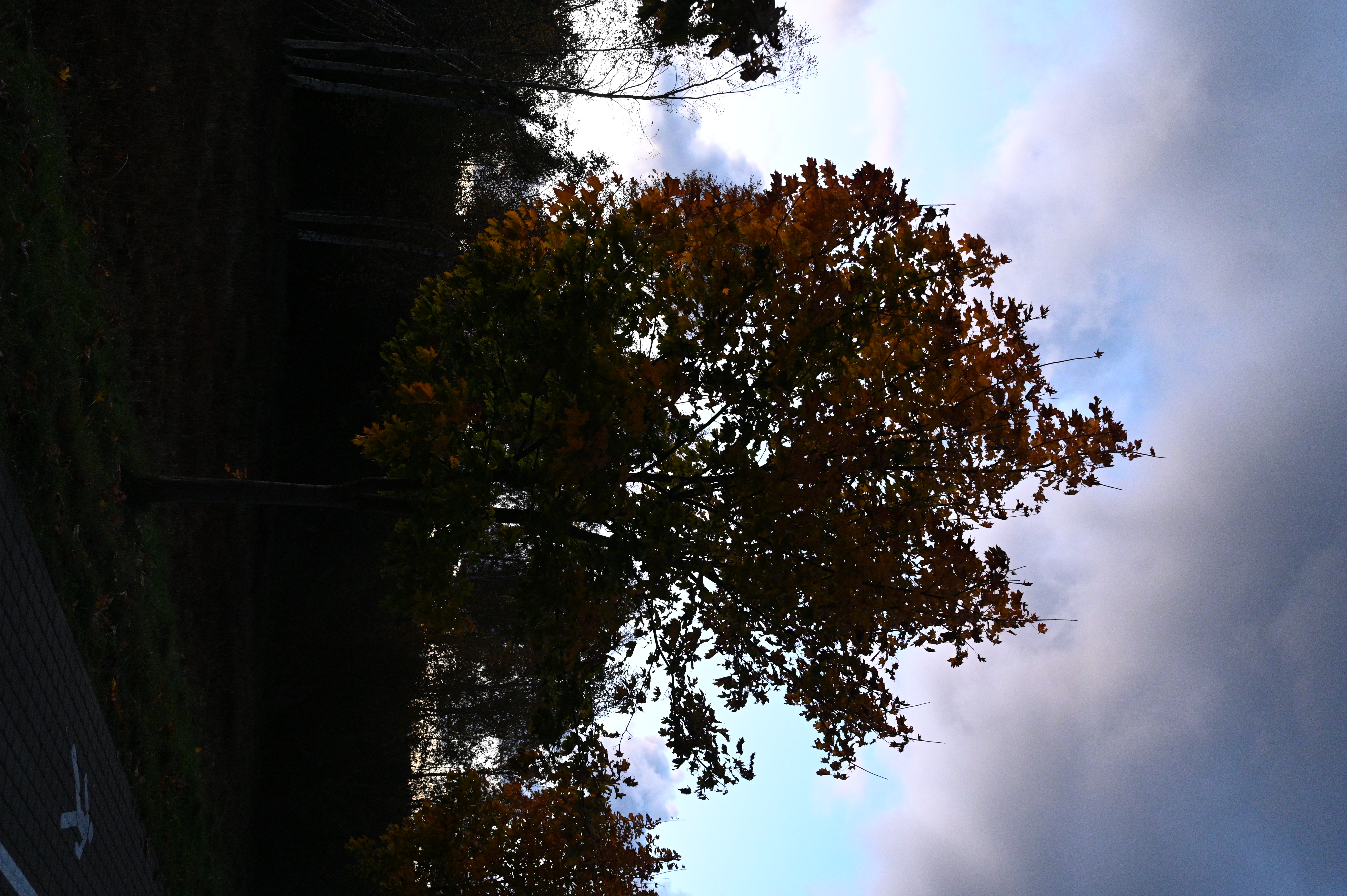 2025/10/18 - walk/DSC_0662.JPG